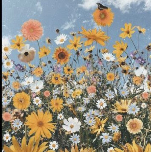 Meet your Posher, Ariel - Picture 1 of 1